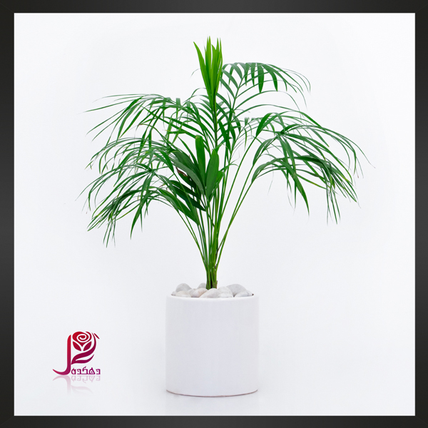 اریکا
